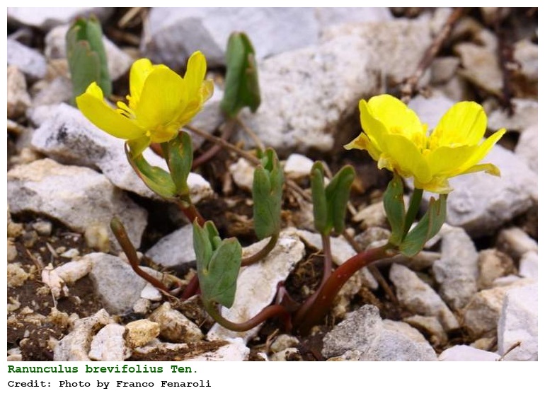 Ranunculus brevifolius Ten.